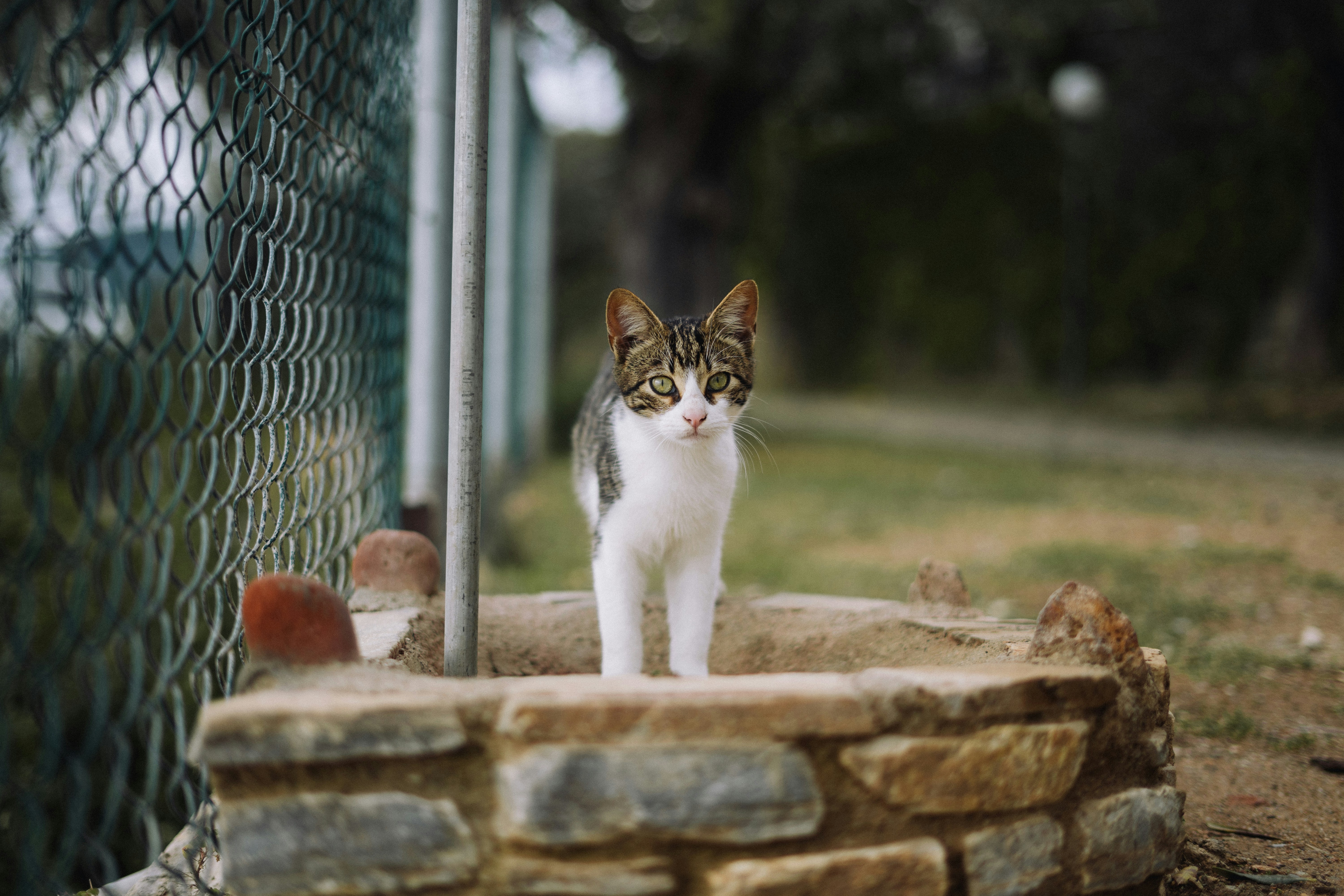 Skiathos Cat Shelter
